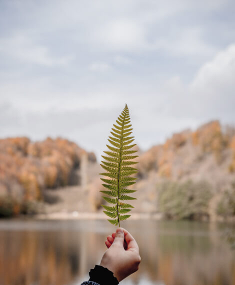 the fern plant on the front of lake