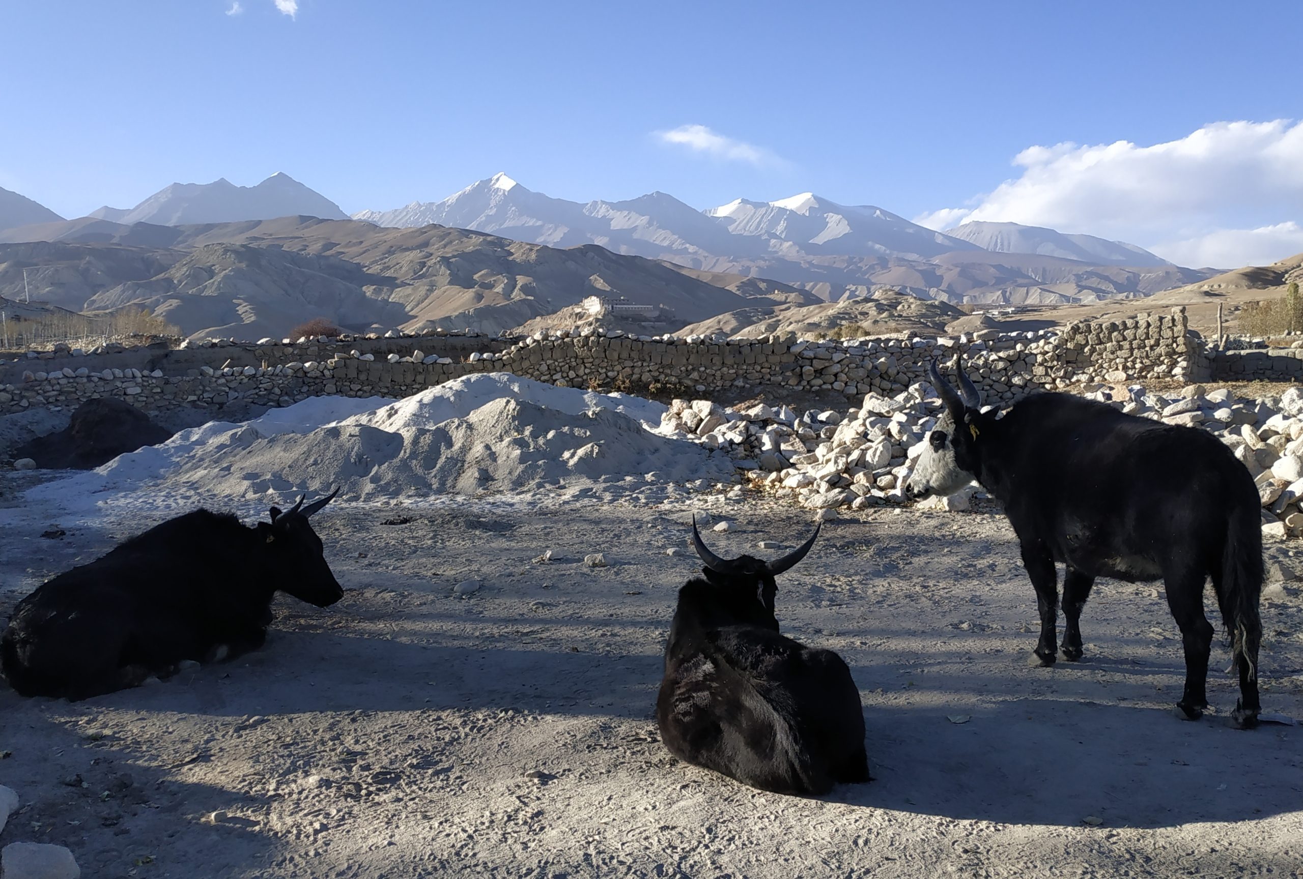 Herd of black yaks grazing on rocky plains with snow-capped Himalayan mountains under blue skies in Upper Mustang Nepal during trek